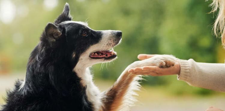 Pet Insurance Cover